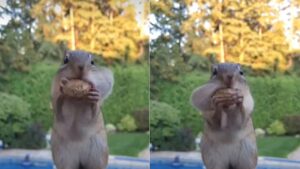 Raw almonds  गीत  इंटरनेट पर कई खूबसूरत वीडियो वायरल होते हैं। ऐसी गिलहरी के वीडियो को कई लोग पसंद कर रहे हैं. इस वीडियो में गिलहरी की मासूमियत सभी का दिल जीत रही है.