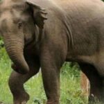 छत्तीसगढ़ में जंगली हाथियों के हमले में तीन ग्रामीणों की मौत