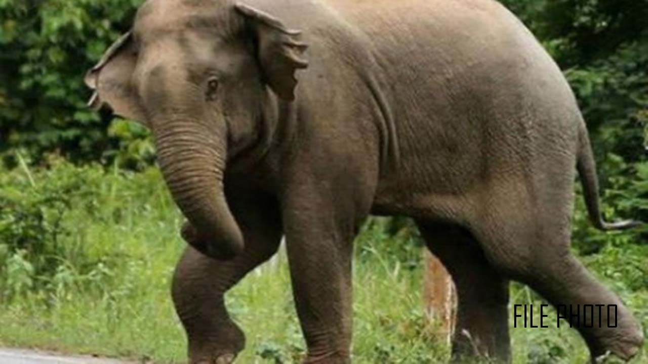 छत्तीसगढ़ में जंगली हाथियों के हमले में तीन ग्रामीणों की मौत