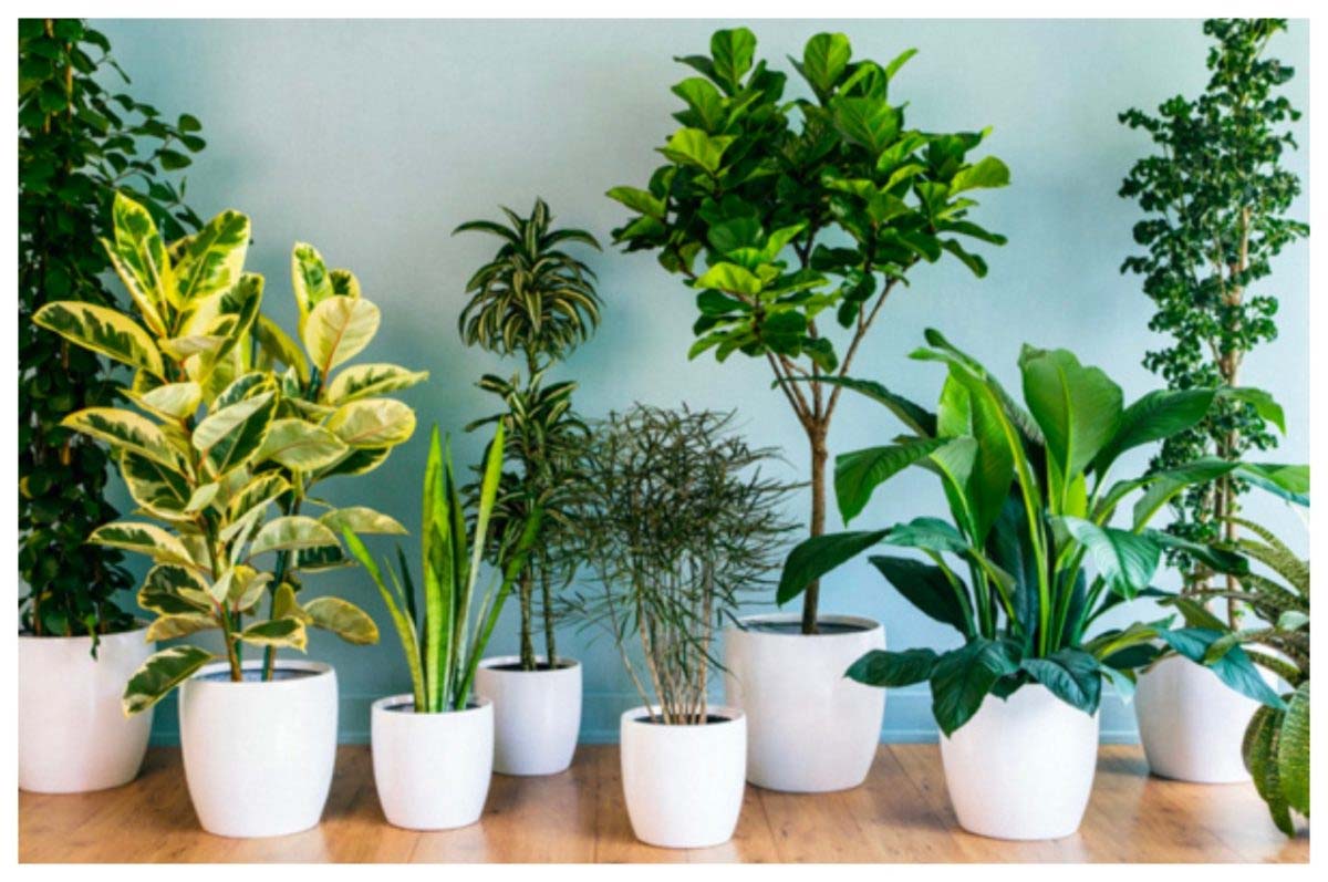 Lucky Plants - स्वास्थ्य और भाग्य की दृष्टि से पौधे बहुत ही लाभकारी माने जाते हैं। घर में यह हरियाली न केवल हवा में शुद्धता बल्कि धन, स्वास्थ्य और प्रेम भी जोड़ती है।