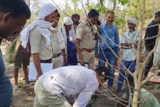 SINGRAULI - अमिलिया घाटी के जंगल में कंकाल मिलने से क्षेत्र में सनसनी